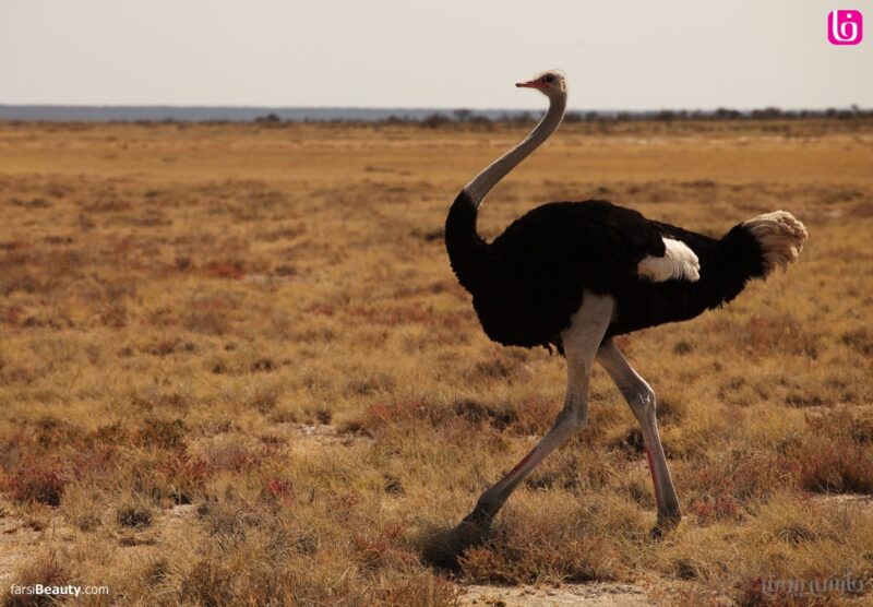 خرید و دانلود طرح توجیهی تولید روغن شتر مرغ با ظرفیت 30 تن در سال | فرصت سرمایه‌گذاری در صنعت فرآوری روغن‌های طبیعی - تصویر 3