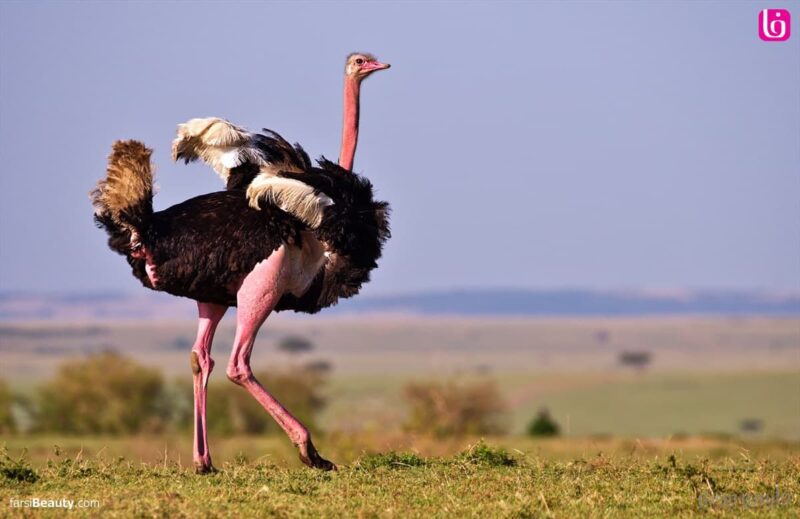 خرید و دانلود طرح توجیهی تولید روغن شتر مرغ با ظرفیت 30 تن در سال | فرصت سرمایه‌گذاری در صنعت فرآوری روغن‌های طبیعی - تصویر 1