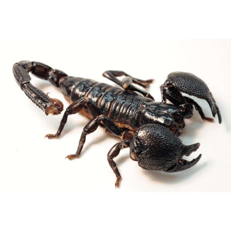 خرید و دانلود کتاب آموزش پرورش عقرب به زبان ساده - تصویر 1