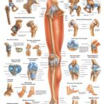 دانلود و خرید جزوه اسکلتی اندام تحتانی