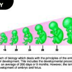 خرید و دانلود مقاله درس جنین شناسی