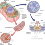 خرید و دانلود مقاله درس فیزیولوژی سلول و مولکول