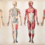 خرید و دانلود جزوه آناتومی بدن انسان
