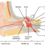 خرید و دانلود جزوه درس فیزیولوژی اعصاب و حواس ویژه