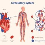 خرید و دانلود مقاله درس فیزیولوژی گردش خون