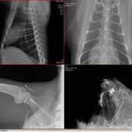 دانلود و خرید جزوه روش های پرتونگاری تخصصی