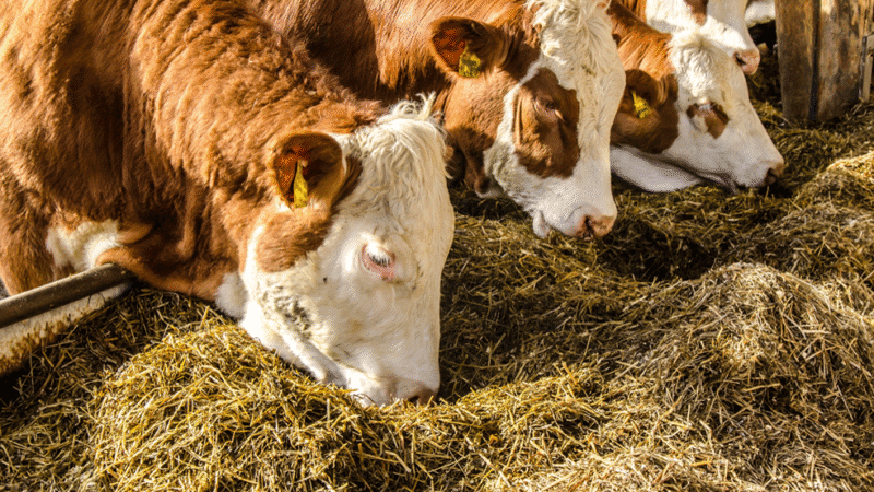 اصول-تغذیه-دام دانلود و خرید جزوه درس اصول تغذیه دام - تصویر 1