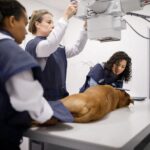 دانلود و خرید جزوه تصویربرداری تشخیصی دامپزشکی