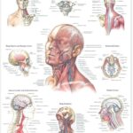 خرید و دانلود جزوه درس آناتومی سر و گردن