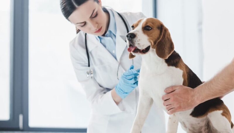 دانلود و خرید جزوه درس اصول معاینه دام کوچک - تصویر 1