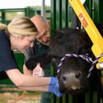 دانلود و خرید جزوه درس اصول معاینه دام بزرگ