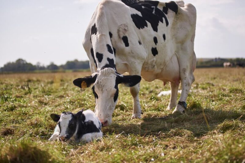 جزوه-درس-مامایی-دامپزشکی خرید و دانلود جزوه درس مامایی دامپزشکی - تصویر 1