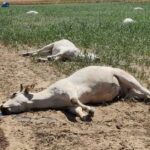 خرید و دانلود جزوه مسمومیت های دام بزرگ