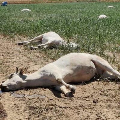 خرید و دانلود جزوه مسمومیت های دام بزرگ