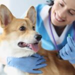 دانلود و خرید جزوه درس فارماکولوژی۲ دامپزشکی