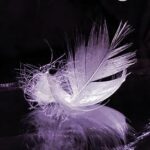 خرید و دانلود نسخه کامل کتاب A Violet Feather BY Stewart –  +  Pdf