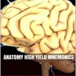 خرید و دانلود نسخه کامل کتاب Anatomy High Yield Mnemonics [2019] –  +  pdf