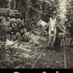 خرید و دانلود نسخه کامل کتاب Banana Cowboys: The United Fruit Company and the Culture of Corporate Colonialism –  PDF