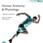 خرید و دانلود نسخه کامل کتاب Human Anatomy & Physiology, Global Edition –  PDF