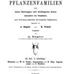 خرید و دانلود نسخه کامل کتاب Die natürlichen PFLANZENFAMILIEN. Rosaceae