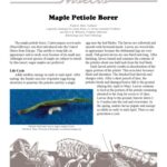 خرید و دانلود نسخه کامل کتاب Maple (Acer) disorder : maple petiole borer