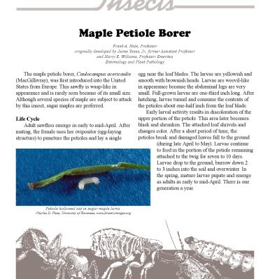 خرید و دانلود نسخه کامل کتاب Maple (Acer) disorder : maple petiole borer