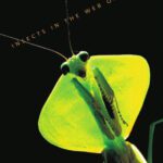 خرید و دانلود نسخه کامل کتاب What Good Are Bugs?: Insects in the Web of Life