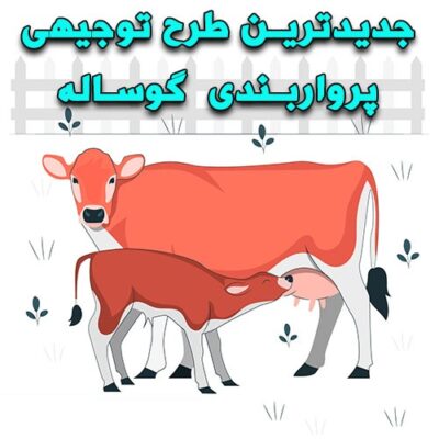 خرید و دانلود طرح توجیهی پرواربندی گوساله