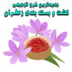 خرید و دانلود طرح توجیهی کشت و بسته بندی زعفران