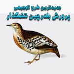 خرید و دانلود طرح توجیهی پرورش بلدرچین تخمگذار
