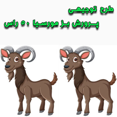 خرید و دانلود طرح توجیهی پرورش بز مورسیا ۵۰ راس