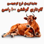 خرید و دانلود طرح توجیهی گاوداری گوشتی 100 راسی