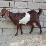 خرید و دانلود طرح توجیهی پرورش بز نر (کهره)