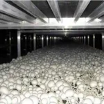 خرید و دانلود کتاب آموزش پرورش قارچ دکمه ای فنی و حرفه ای کامل ترین نسخه