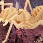 خرید و دانلود طرح معرق مورچه