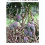 خرید و دانلود نسخه کامل کتاب Lusoga Language Handbook. An Introduction to Lusoga Orthography