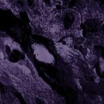 خرید و دانلود نسخه کامل کتاب Metastasis Research Protocols. Analysis of Cell Behavior In Vitro and In Vivo