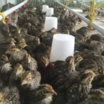 خرید و دانلود طرح توجیهی پرورش بلدرچین گوشتی