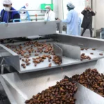 خرید و دانلود طرح توجیهی بسته بندی خرما