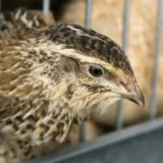 خرید و دانلود طرح توجیهی پرورش بلدرچین