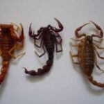 خرید و دانلود طرح توجیهی پرورش عقرب