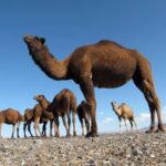خرید و دانلود طرح توجیهی پرورش شتر