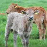 خرید و دانلود طرح توجیهی پرواربندی گوساله نگارش 1404