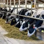 خرید و دانلود طرح توجیهی پرورش گاو شیری نگارش 1404