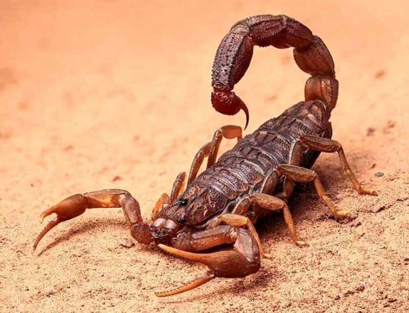 خرید و دانلود طرح توجیهی پرورش عقرب - تصویر 2