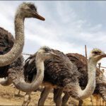 خرید و دانلود طرح توجیهی پرورش شترمرغ نگارش 1404