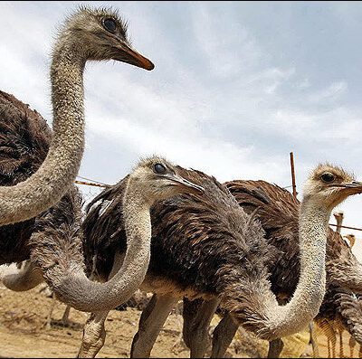 خرید و دانلود طرح توجیهی پرورش شترمرغ نگارش 1404