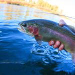 خرید و دانلود طرح توجیهی پرورش ماهی قزل آلا نگارش 1404