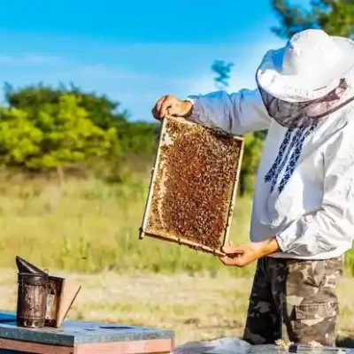 خرید و دانلود طرح توجیهی پرورش زنبور عسل