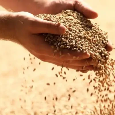 خرید و دانلود طرح توجیهی خوراک دام